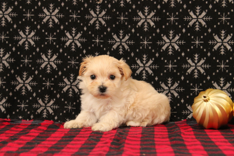 puppy, for, sale, Maltipoo, Matthew B. Stoltzfus, dog, breeder, Gap, PA, dog-breeder, puppy-for-sale, forsale, nearby, find, puppyfind, locator, puppylocator, aca